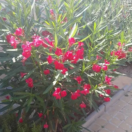 Apartament Leon Poreč